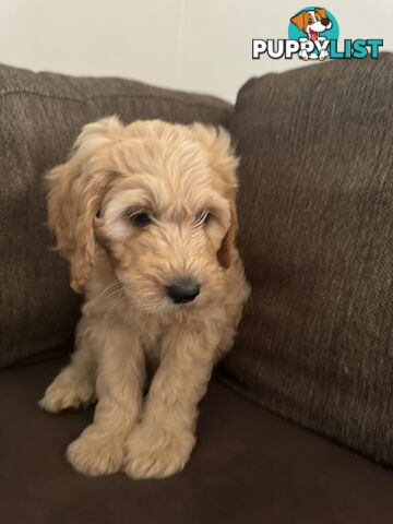 Gorgeous Medium Groodle. great temperament, DNA clear, ready NOW only 2 left.