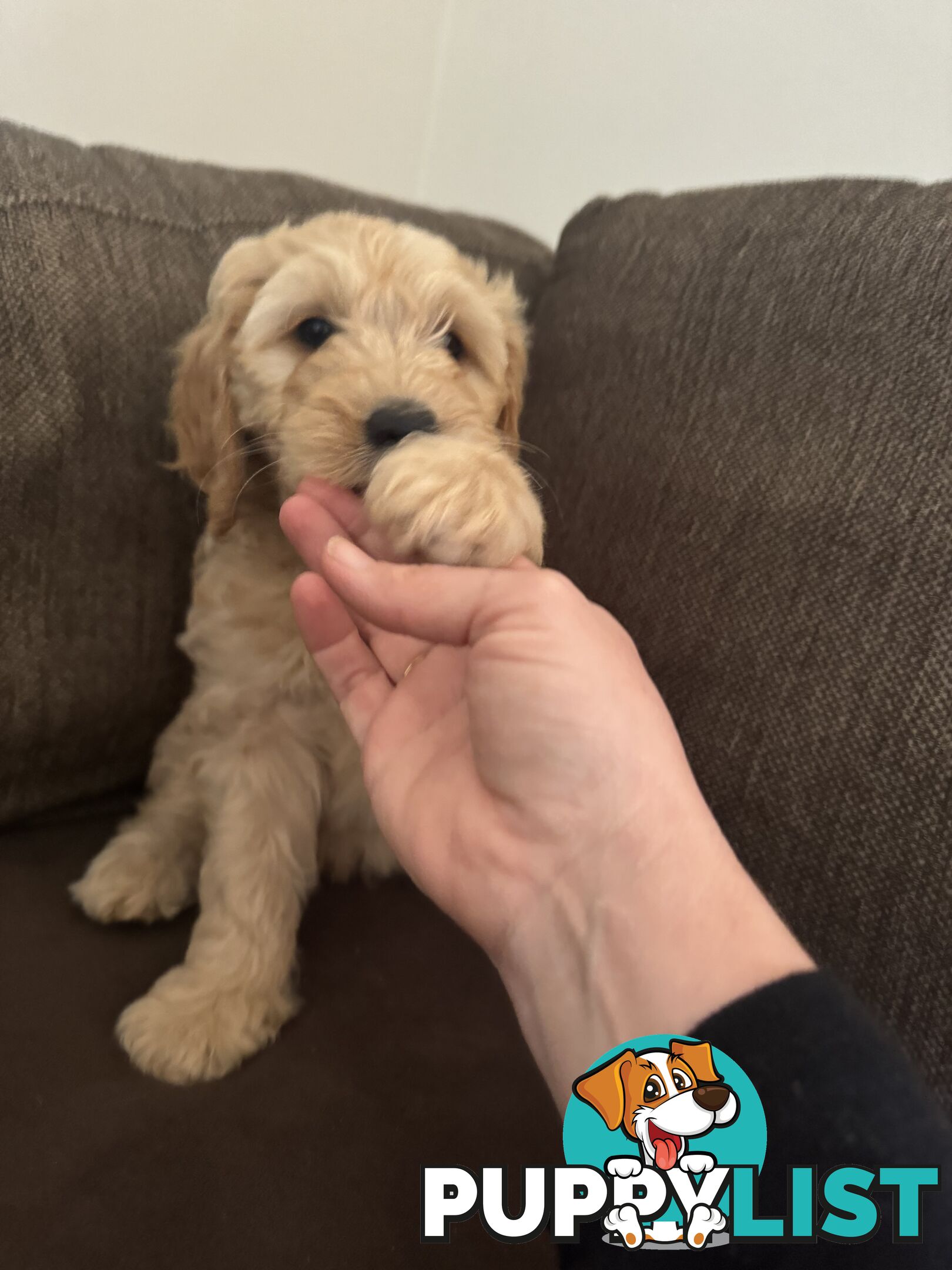 Gorgeous Medium Groodle. great temperament, DNA clear, ready NOW only 2 left.