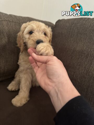 Gorgeous Medium Groodle. great temperament, DNA clear, ready NOW only 2 left.