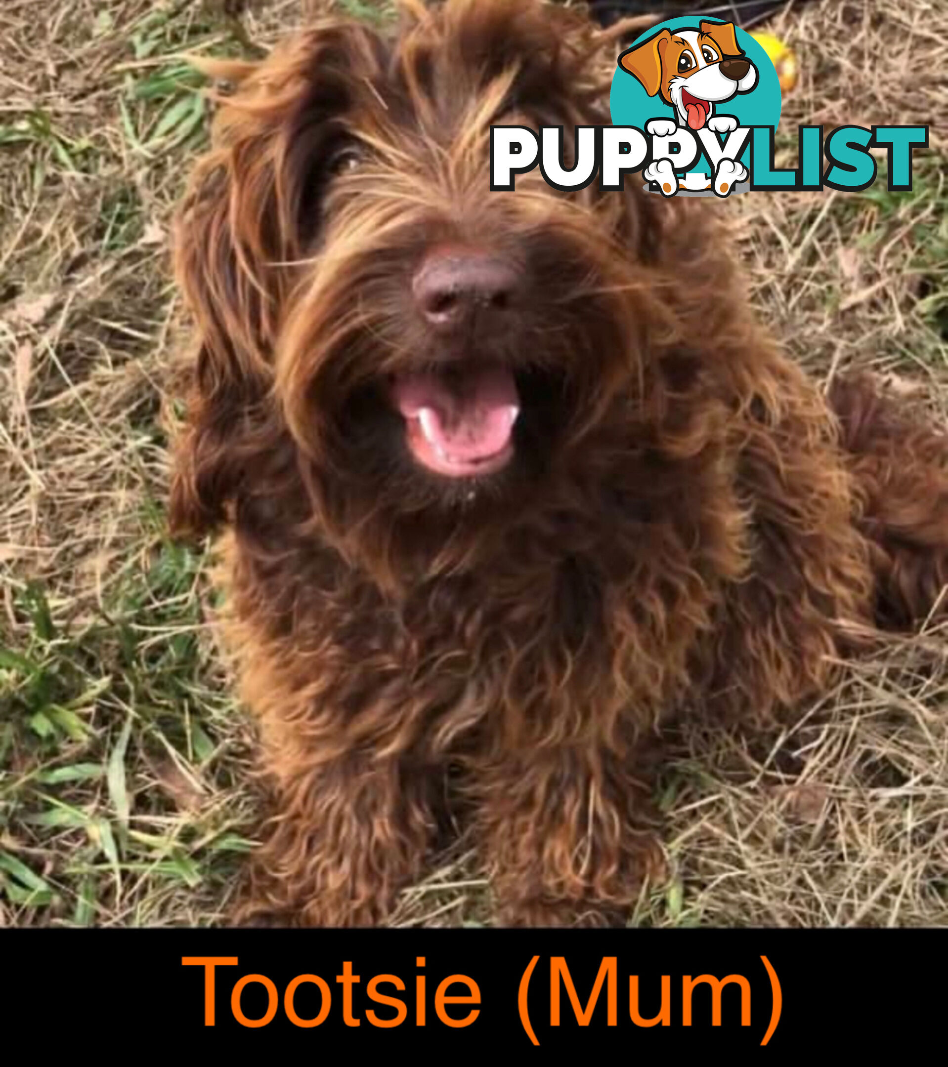 Gorgeous Medium Groodle. great temperament, DNA clear, ready NOW only 2 left.