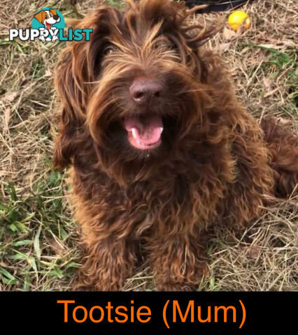 Gorgeous Medium Groodle. great temperament, DNA clear, ready NOW only 2 left.
