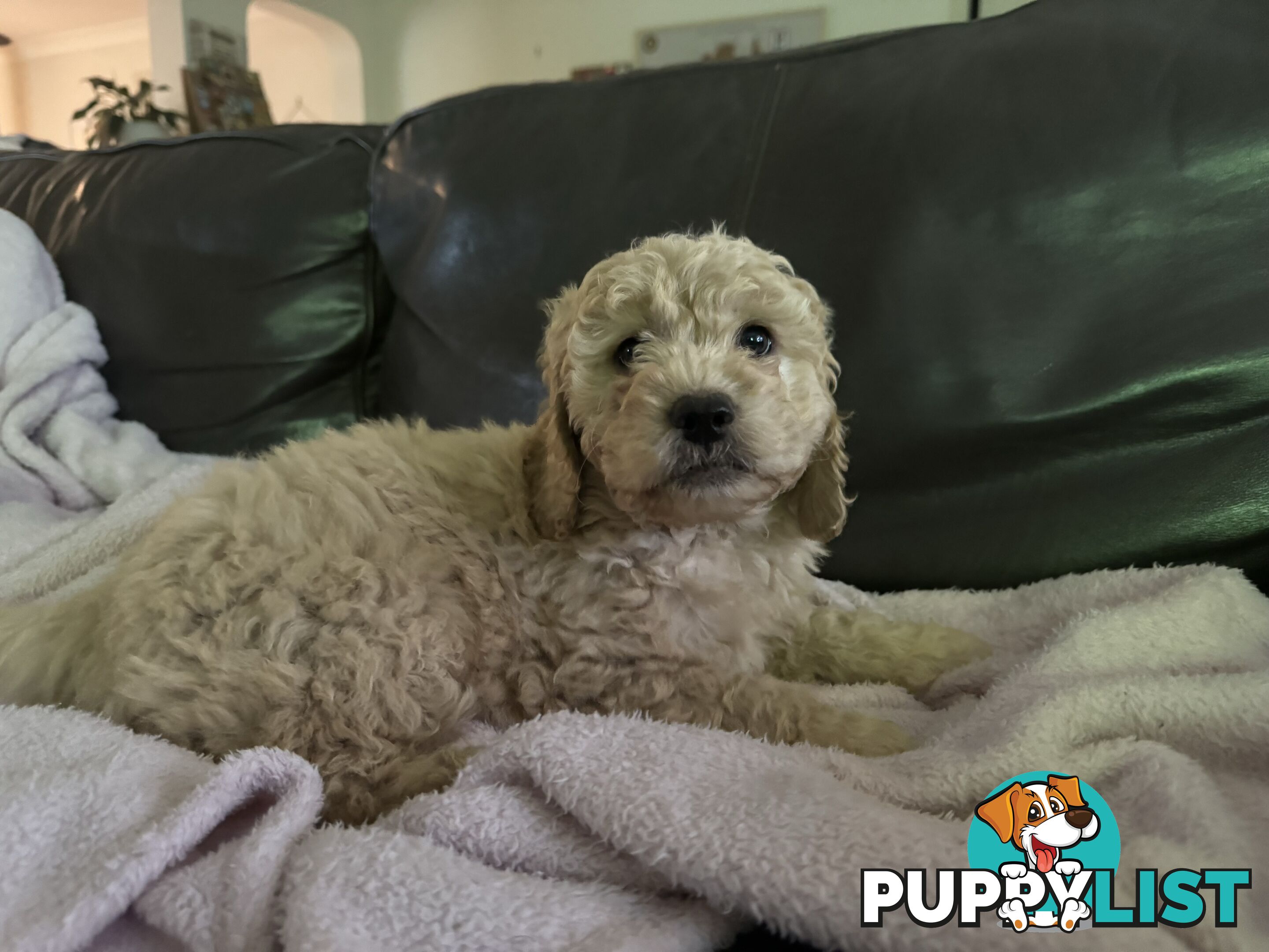 Gorgeous Medium Groodle. great temperament, DNA clear, ready NOW only 2 left.