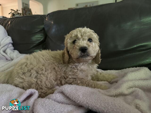 Gorgeous Medium Groodle. great temperament, DNA clear, ready NOW only 2 left.