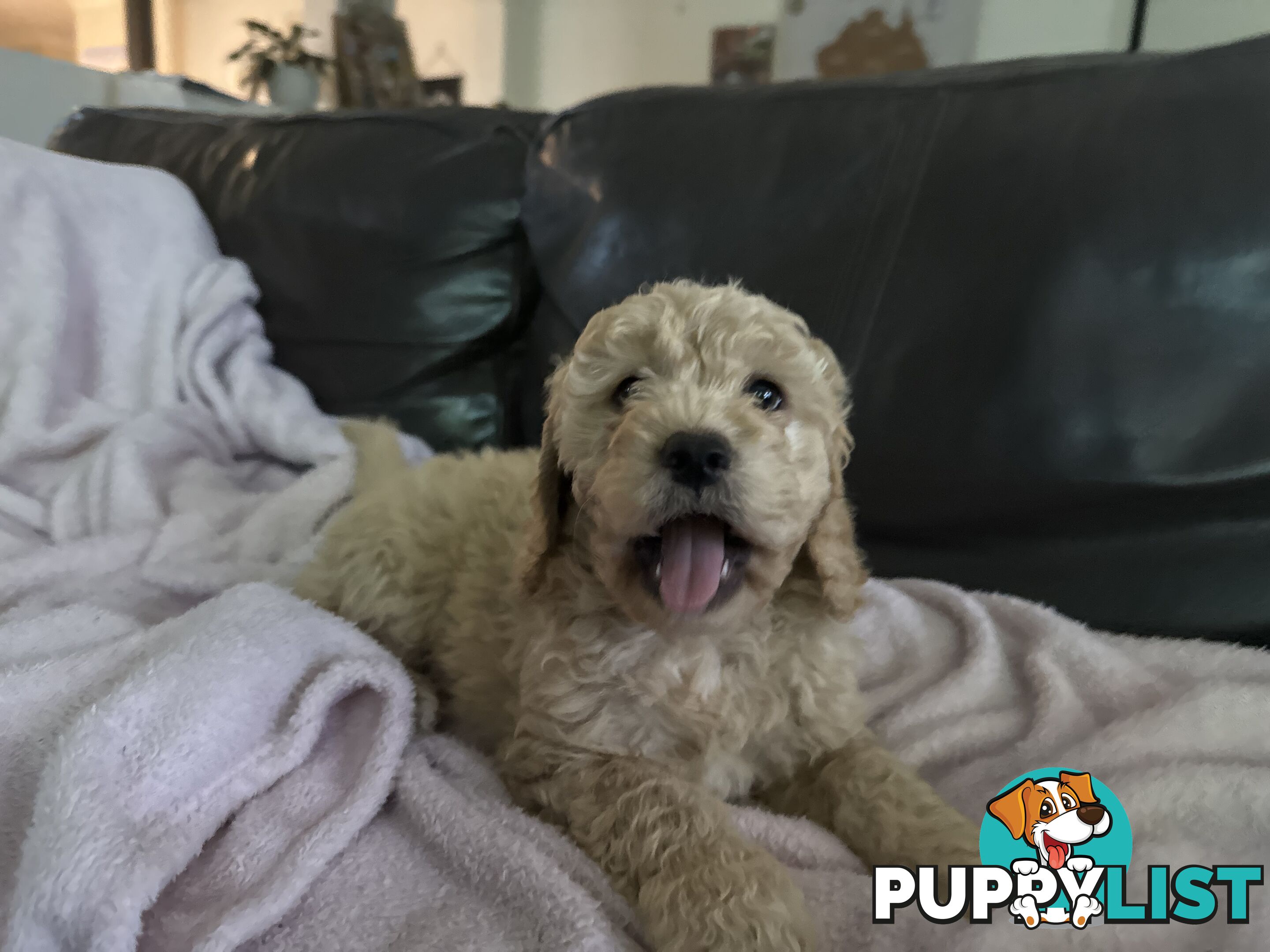 Gorgeous Medium Groodle. great temperament, DNA clear, ready NOW only 2 left.
