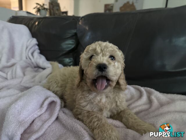 Gorgeous Medium Groodle. great temperament, DNA clear, ready NOW only 2 left.