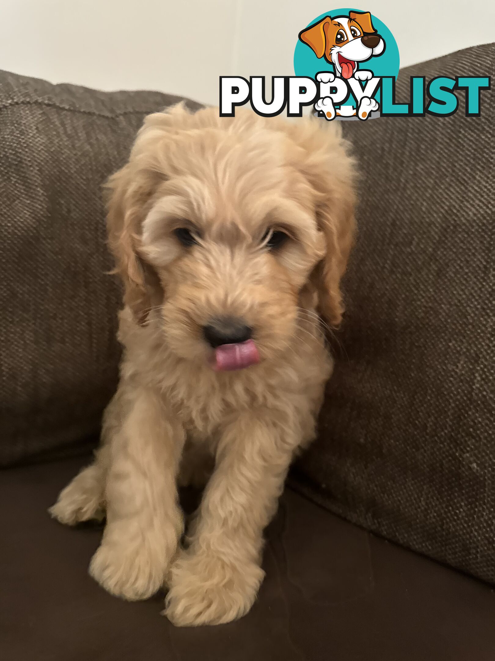 Gorgeous Medium Groodle. great temperament, DNA clear, ready NOW only 2 left.