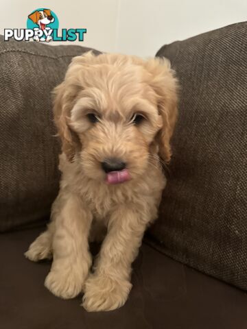Gorgeous Medium Groodle. great temperament, DNA clear, ready NOW only 2 left.