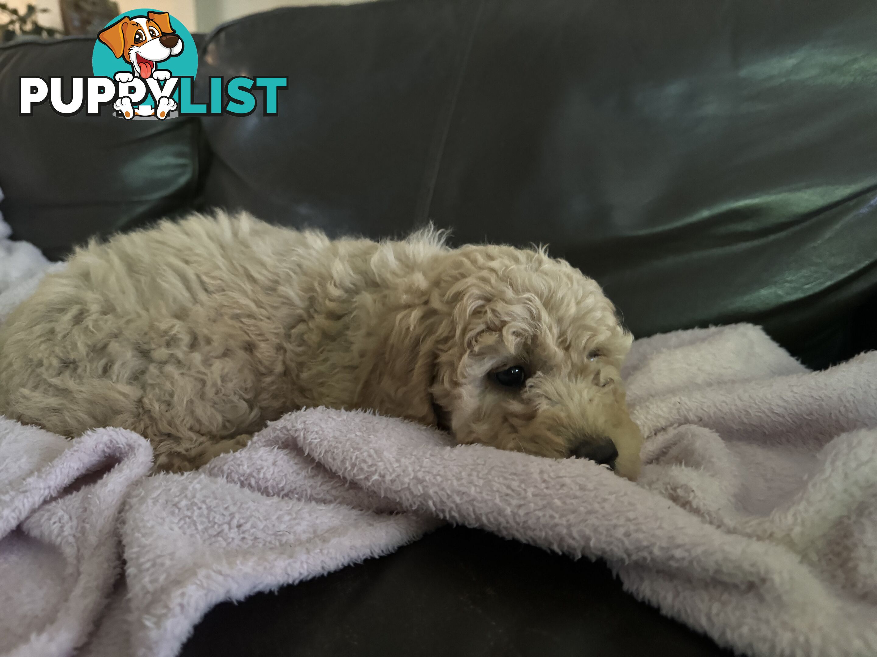 Gorgeous Medium Groodle. great temperament, DNA clear, ready NOW only 2 left.
