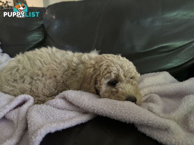 Gorgeous Medium Groodle. great temperament, DNA clear, ready NOW only 2 left.