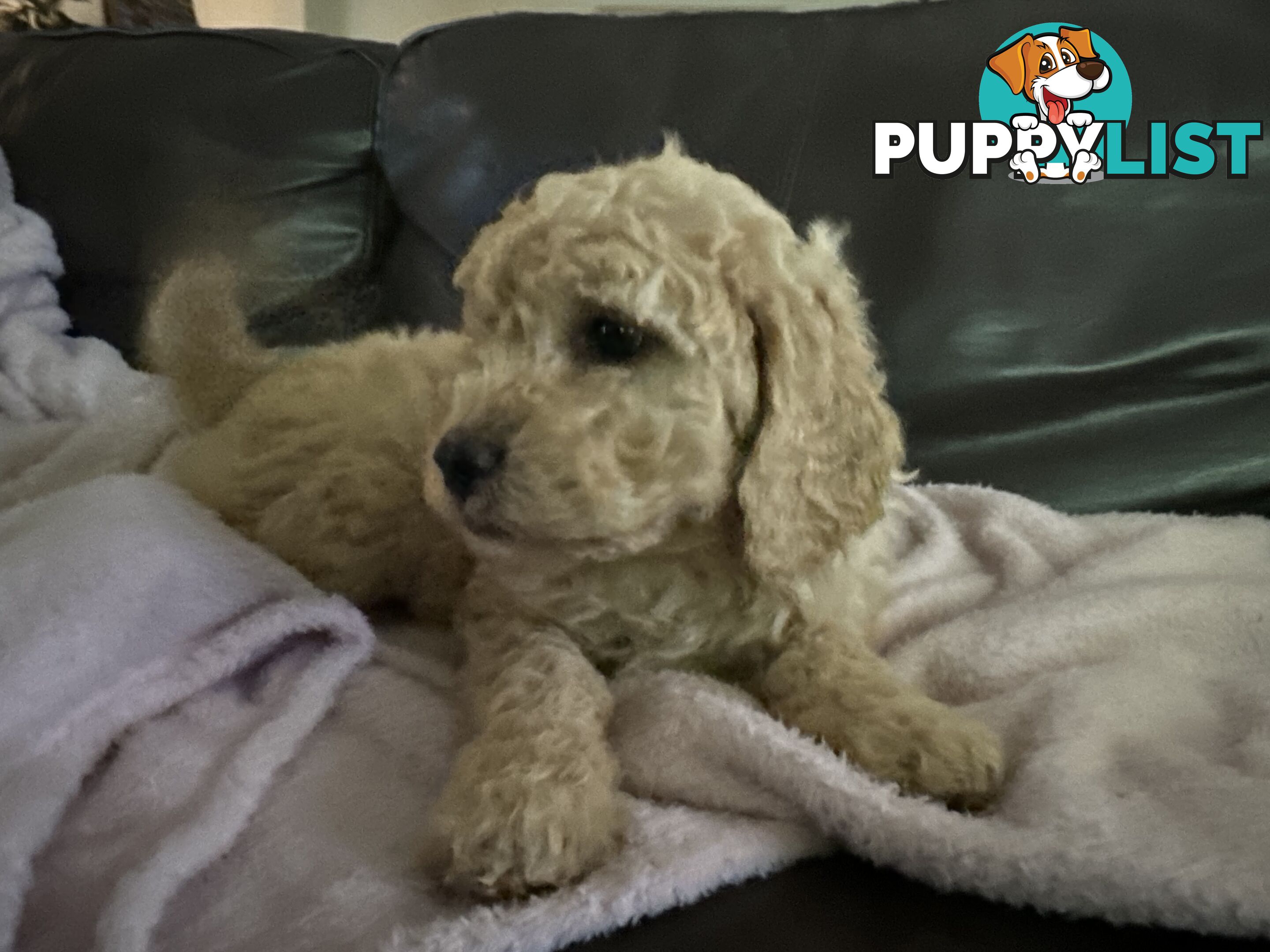 Gorgeous Medium Groodle. great temperament, DNA clear, ready NOW only 2 left.