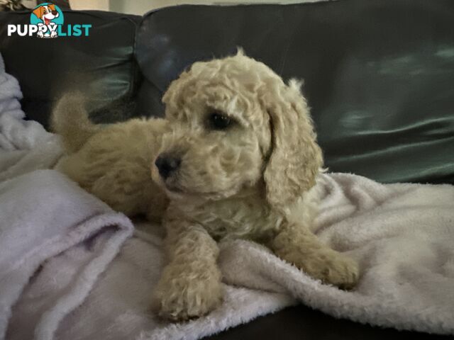 Gorgeous Medium Groodle. great temperament, DNA clear, ready NOW only 2 left.