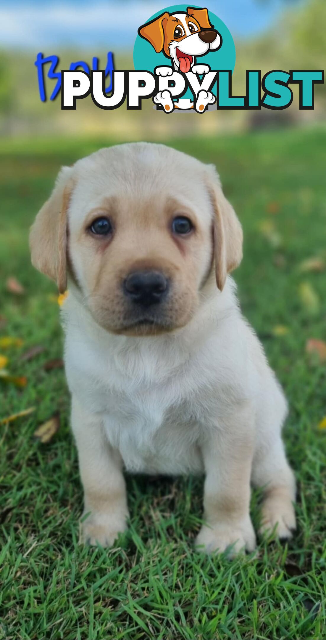 Pure Bred Labrador Puppies