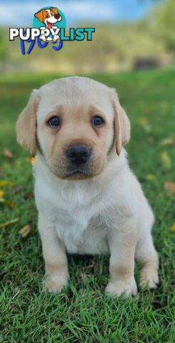 Pure Bred Labrador Puppies