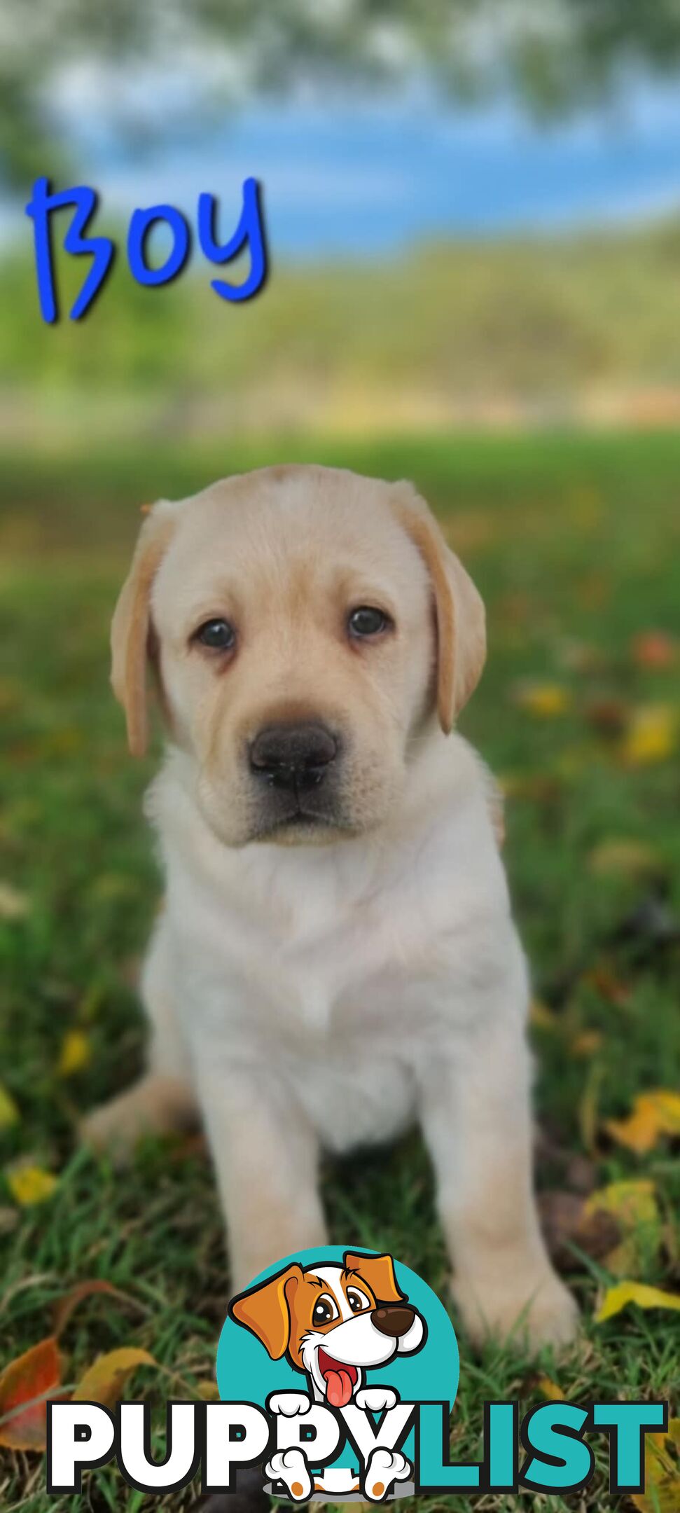 Pure Bred Labrador Puppies