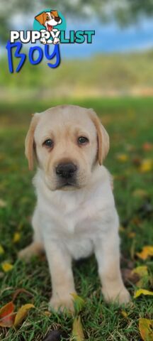 Pure Bred Labrador Puppies