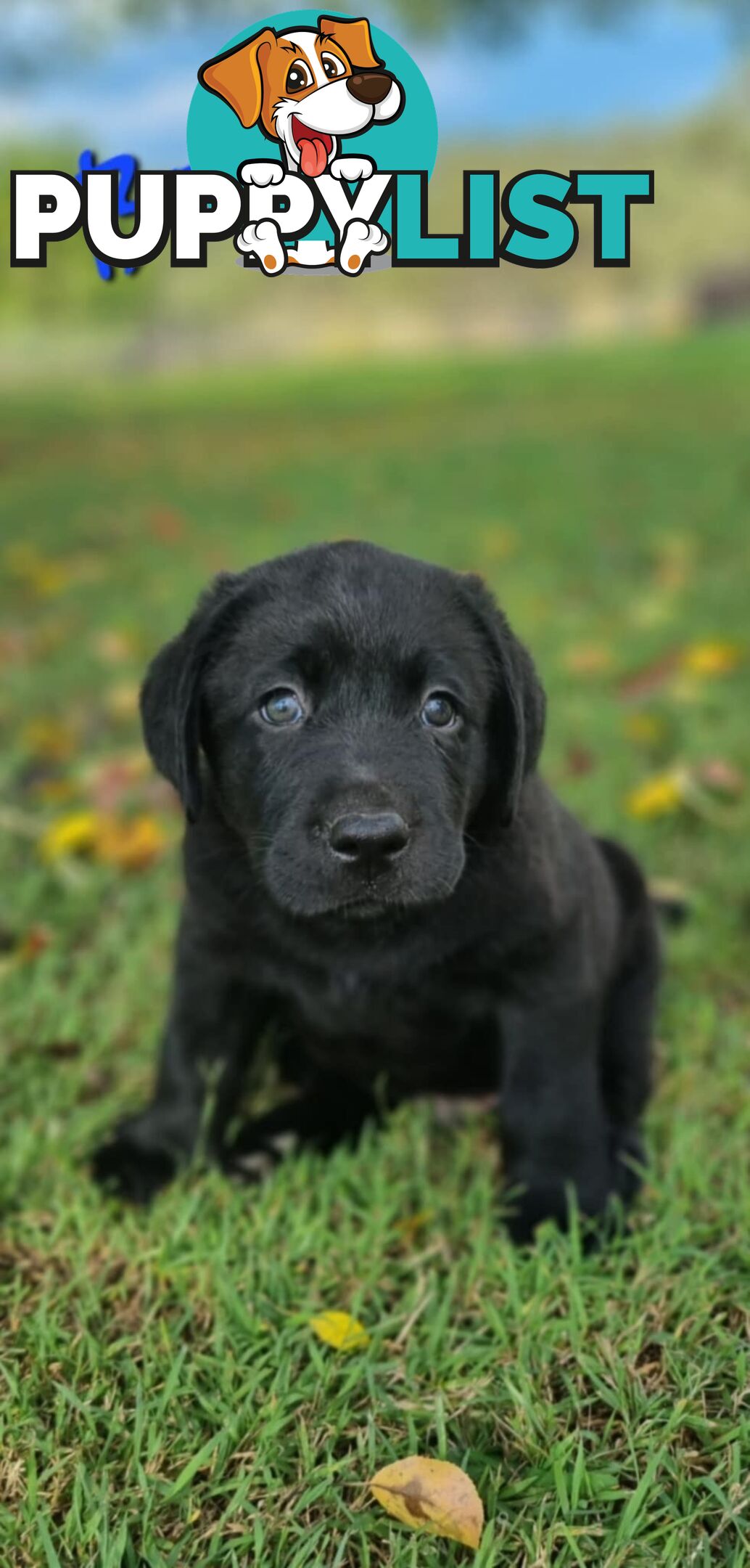 Pure Bred Labrador Puppies