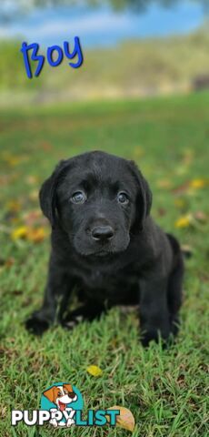Pure Bred Labrador Puppies