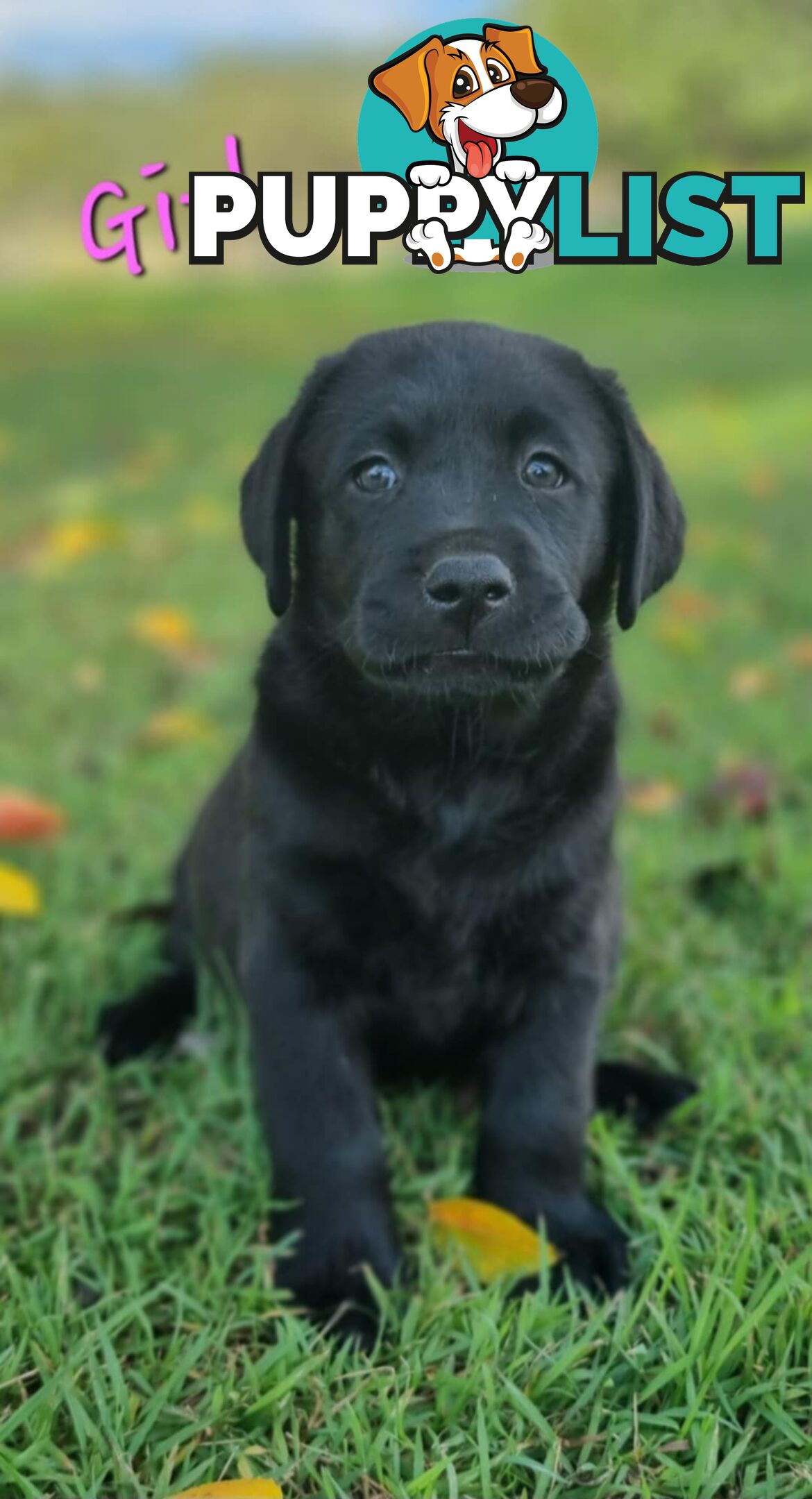 Pure Bred Labrador Puppies