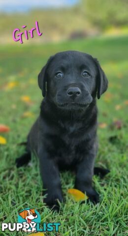 Pure Bred Labrador Puppies