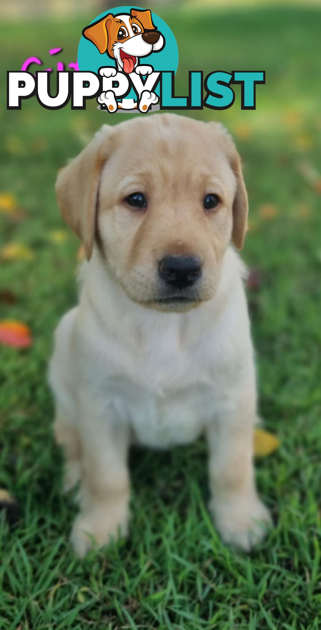 Pure Bred Labrador Puppies