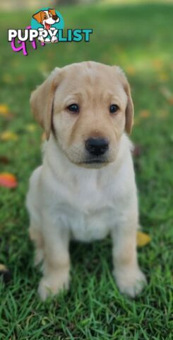 Pure Bred Labrador Puppies