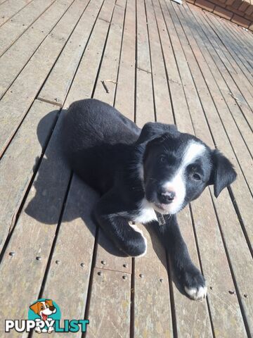 Border Collie x kelpie pups ready to go!