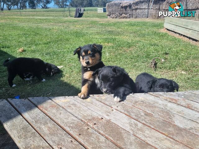 Border Collie x kelpie pups ready to go!