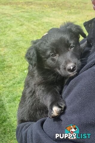 Border Collie x kelpie pups ready to go!