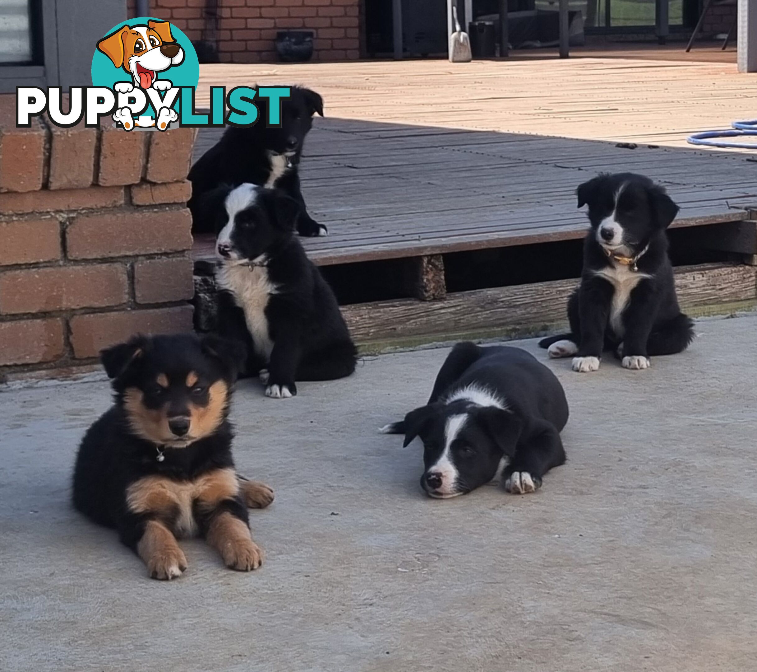 Border Collie x kelpie pups ready to go!