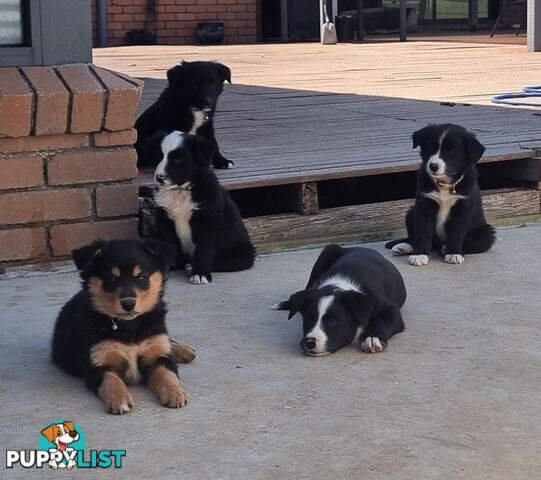 Border Collie x kelpie pups ready to go!