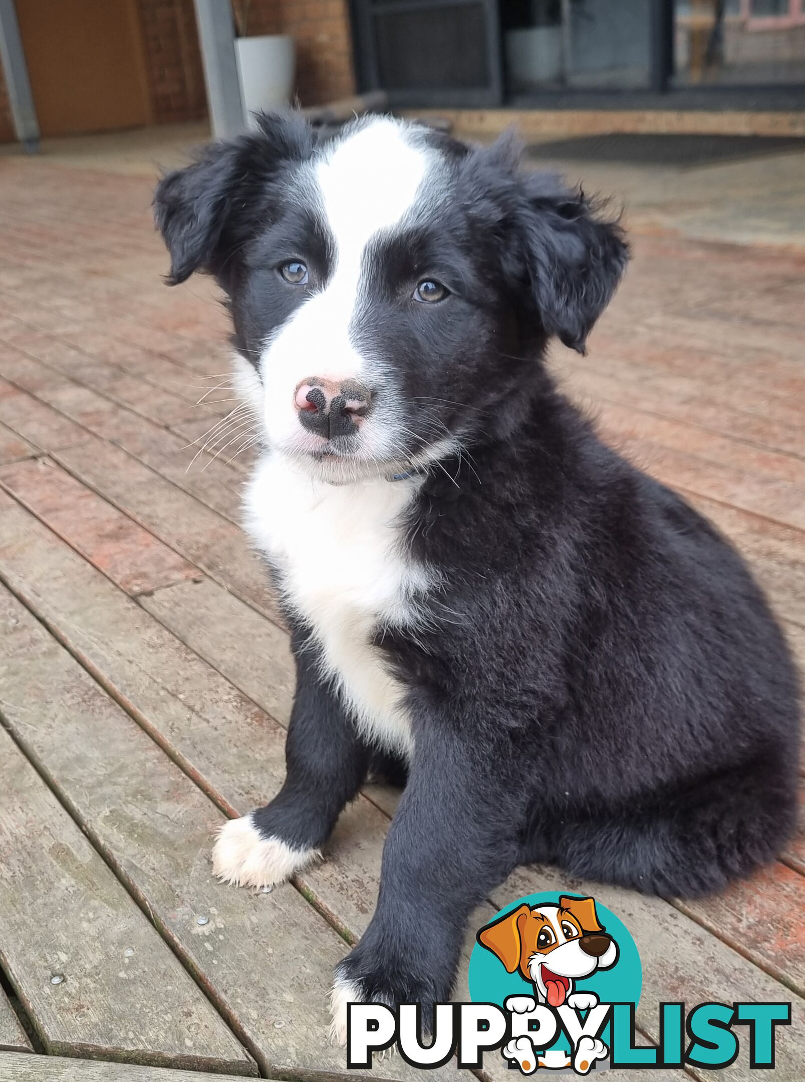 Border Collie x kelpie pups ready to go!