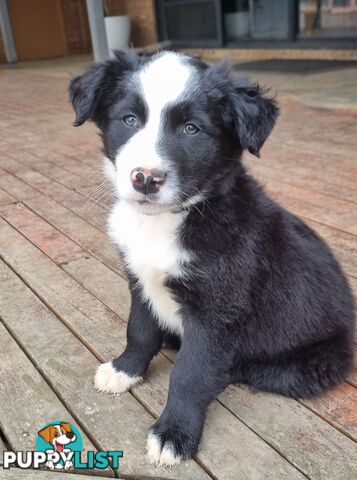 Border Collie x kelpie pups ready to go!