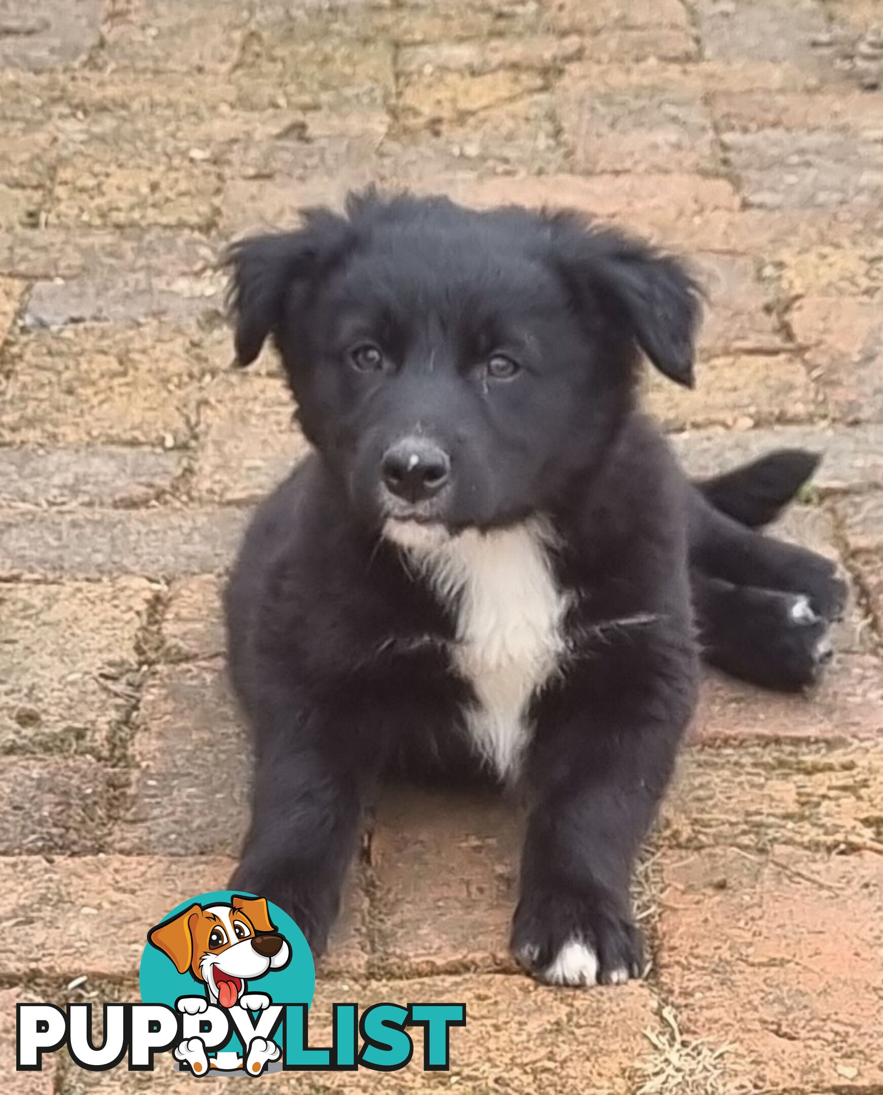 Border Collie x kelpie pups ready to go!