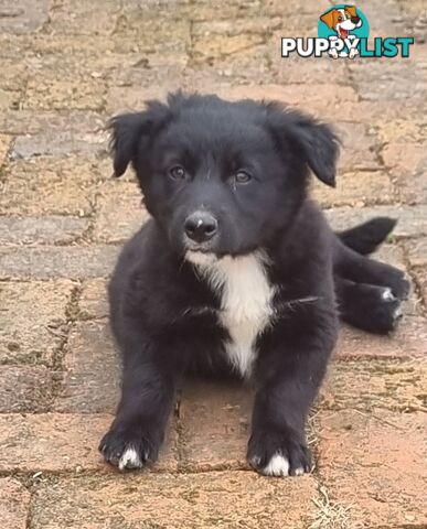 Border Collie x kelpie pups ready to go!