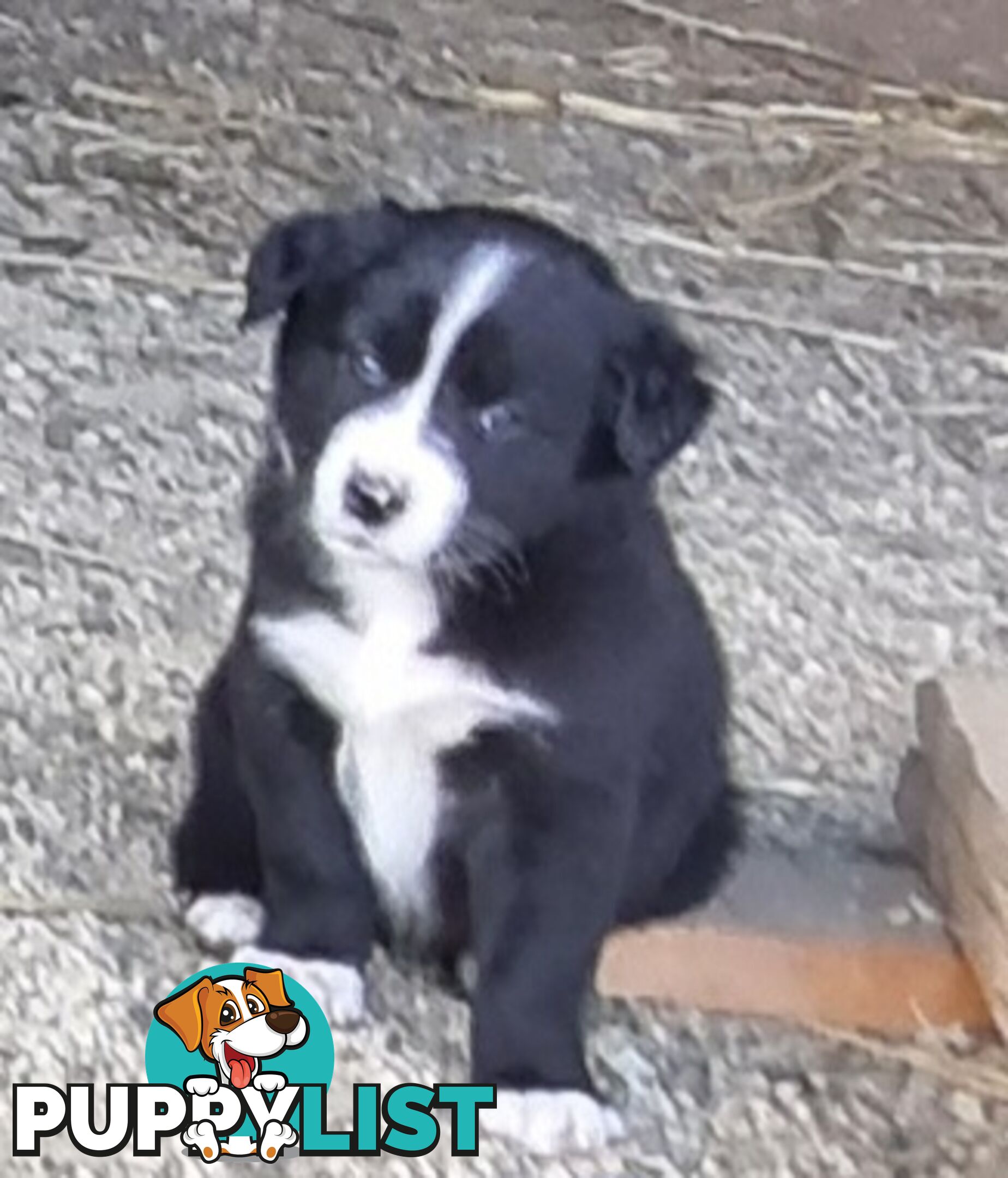 Border Collie x kelpie pups ready to go!