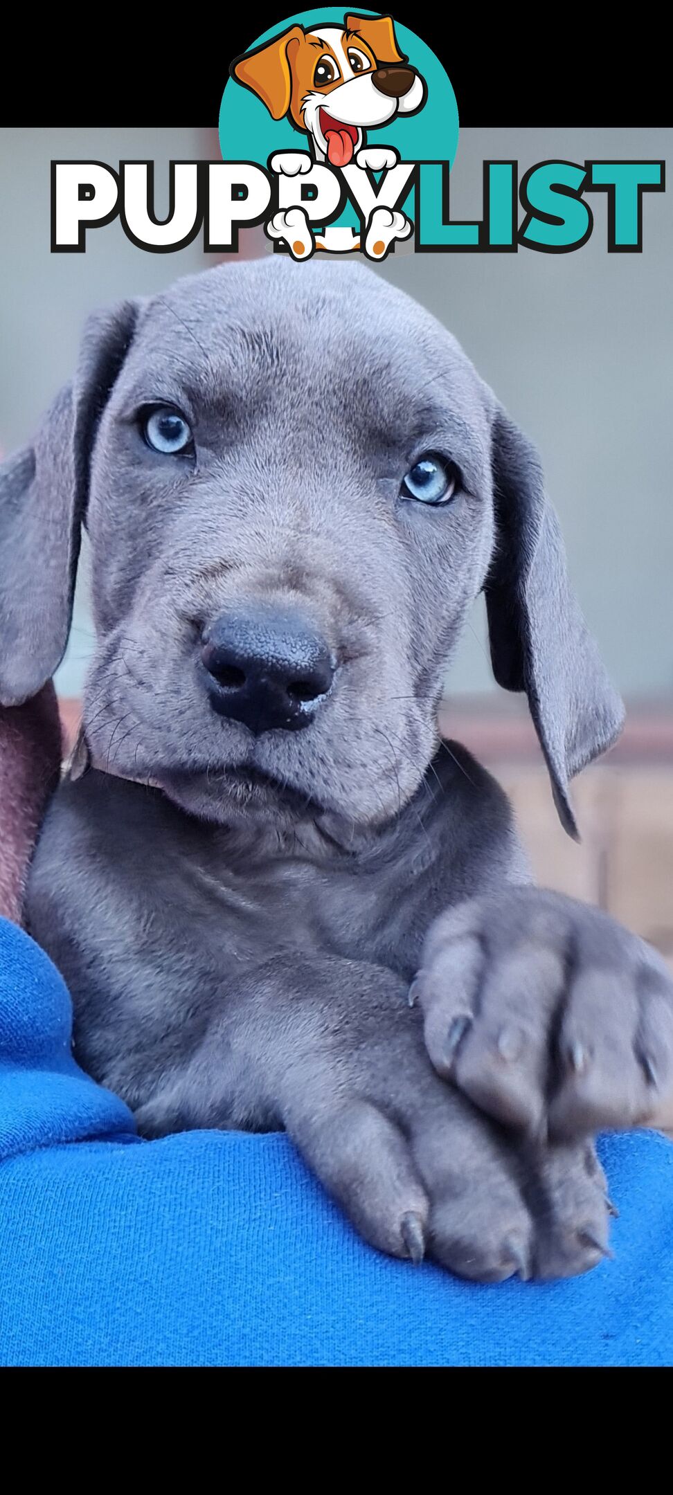 Great dane puppies