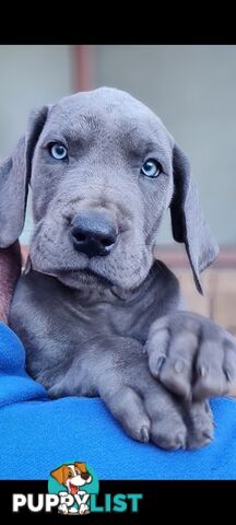 Great dane puppies
