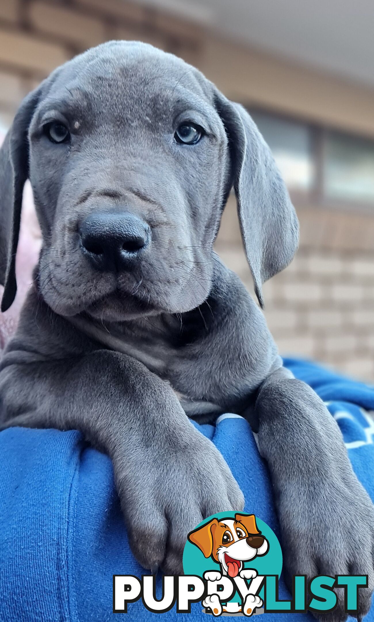 Great dane puppies