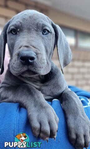 Great dane puppies