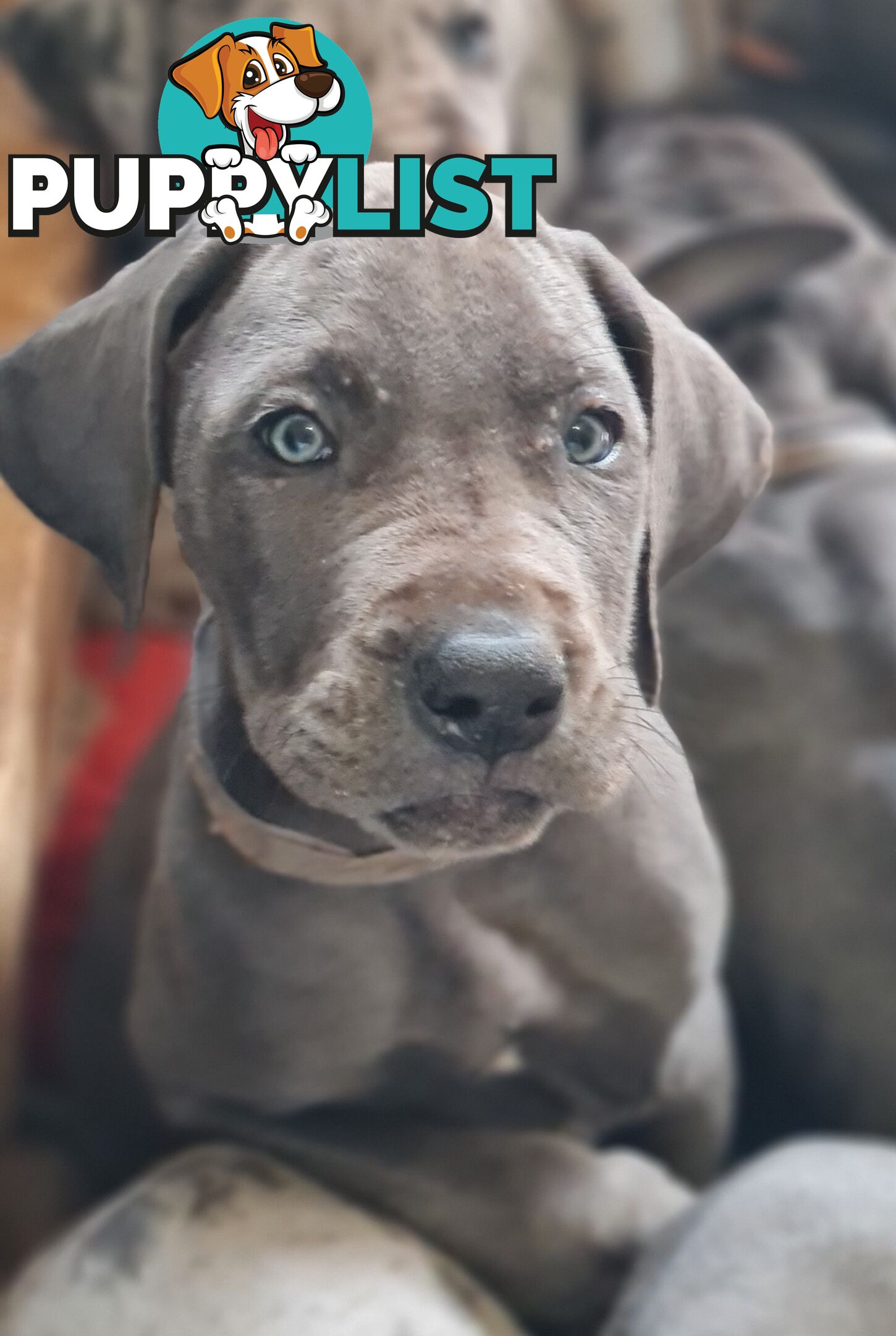 Great dane puppies