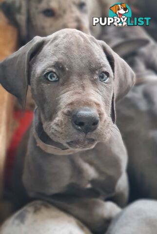 Great dane puppies