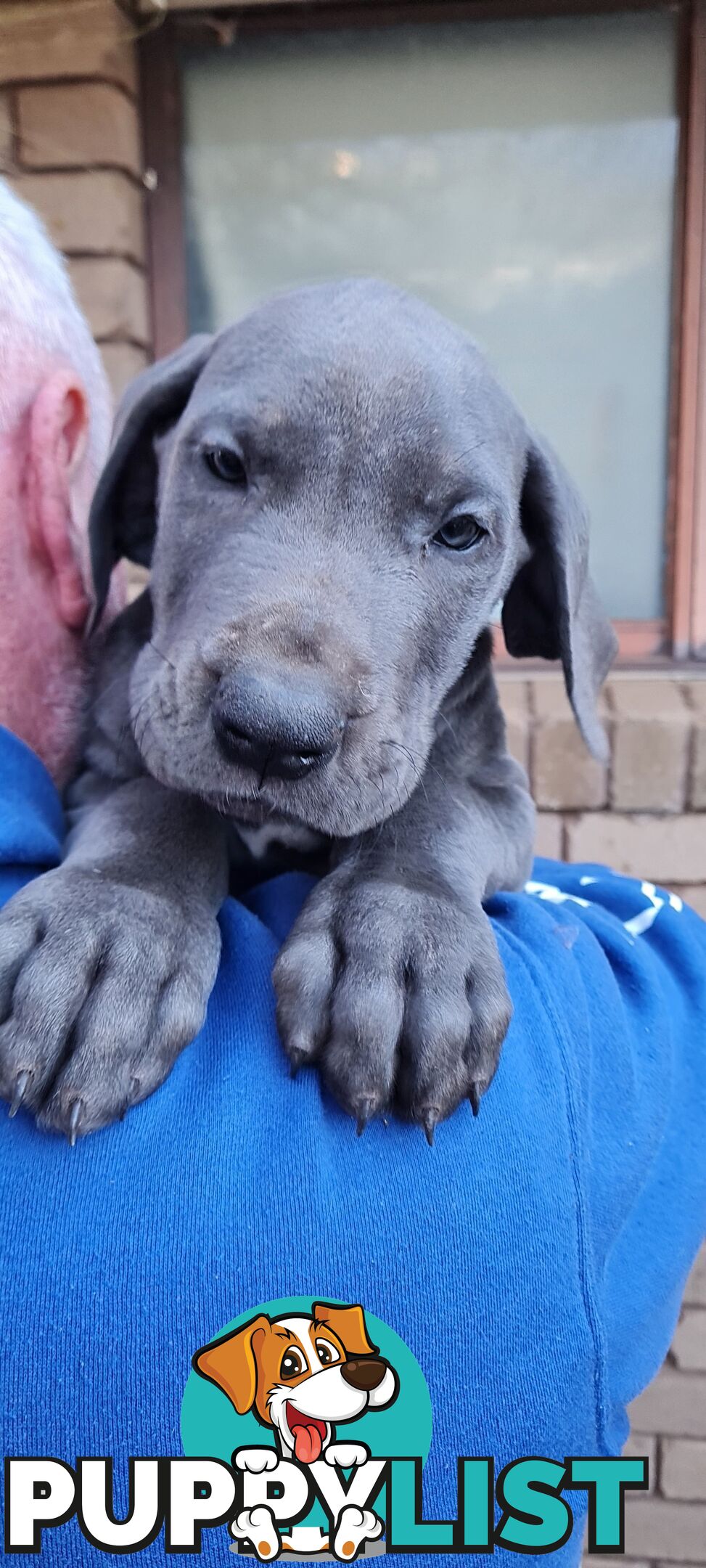 Great dane puppies