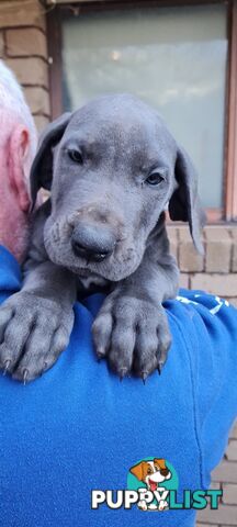 Great dane puppies