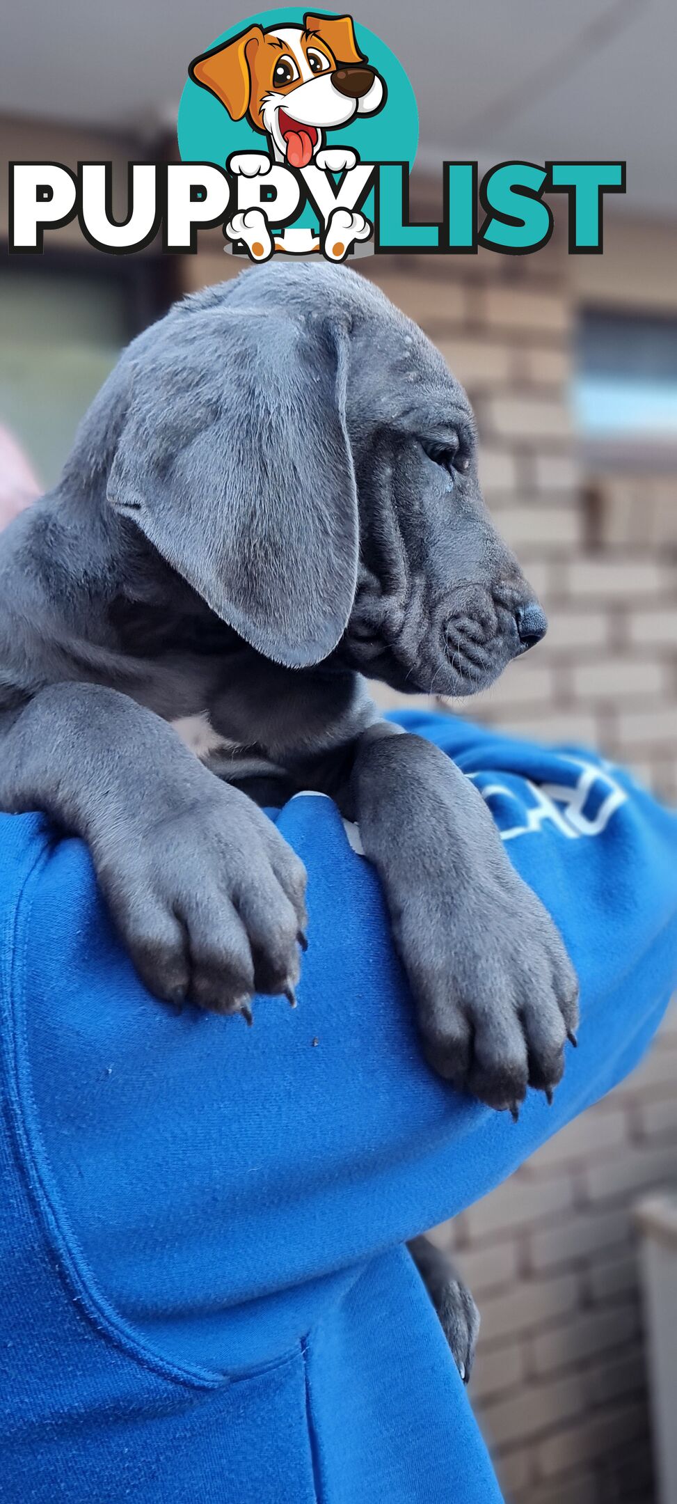 Great dane puppies