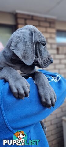 Great dane puppies