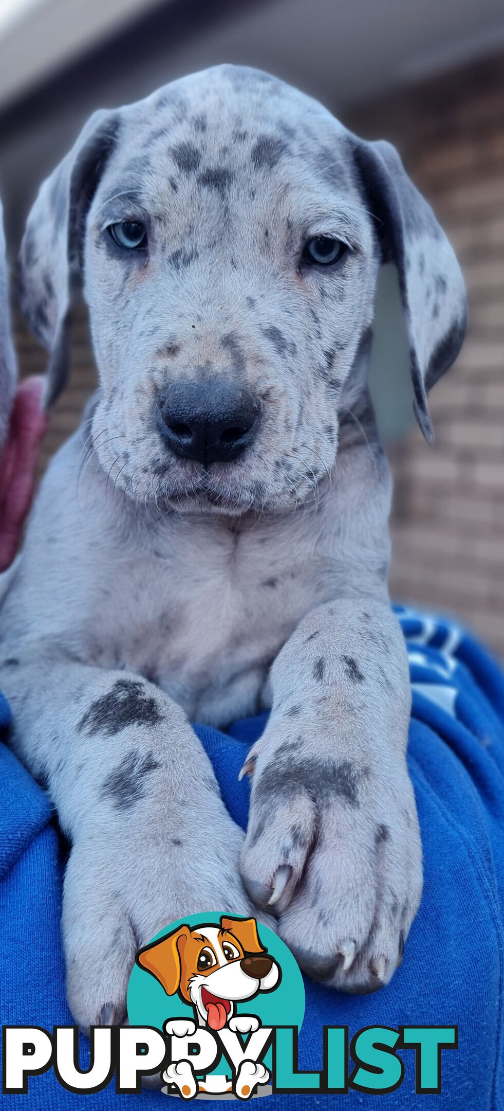Great dane puppies
