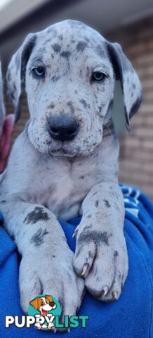 Great dane puppies
