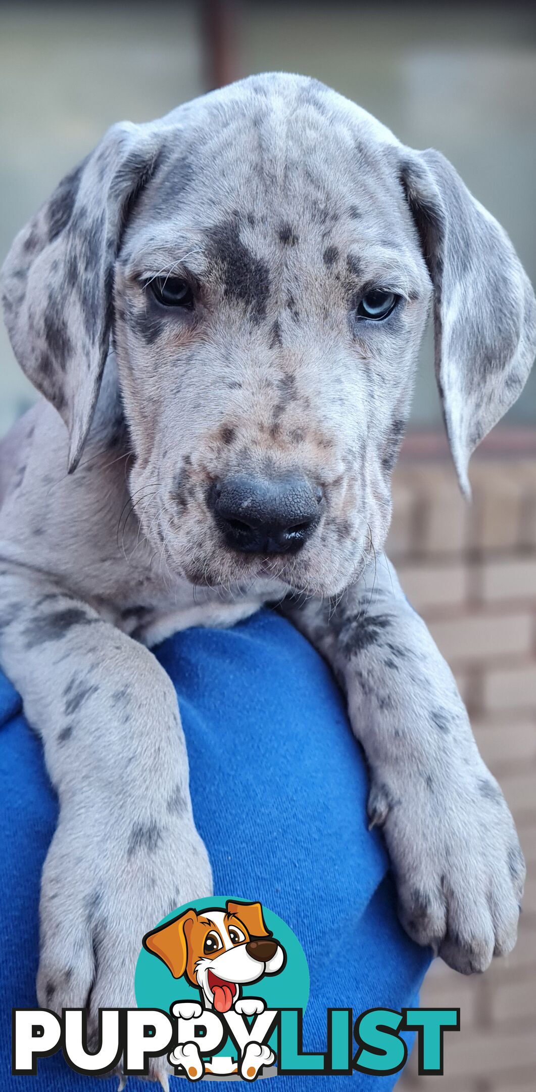 Great dane puppies