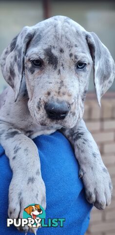 Great dane puppies