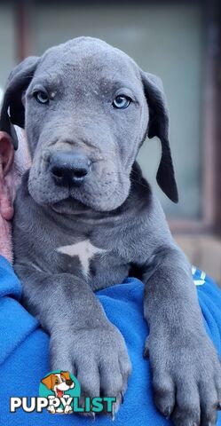 Great dane puppies